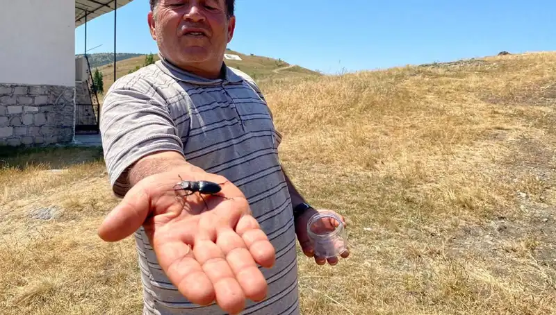Sivas’ta Görülen Tehlikeli Böcek İçin Cezası 557 Bin TL!