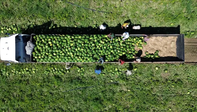 Bafra Ovası’nda Rekor Karpuz Rekoltesi Beklentisi: 94 Bin 500 Ton