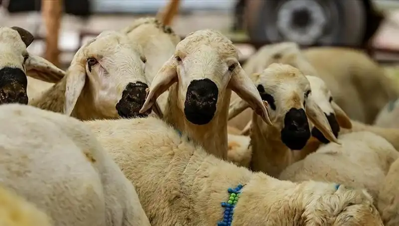 2025 Kurban Bayramı: Kurban Kesmenin Dini Şartları ve Merak Edilenler