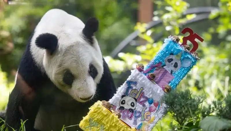 Dev Panda Xin Xin 35 Yaşında: Hayatı ve Koruma Çabaları