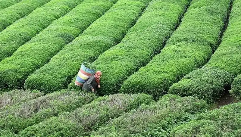 ÇAYKUR Bayramda da Yaş Çay Alımına Kesintisiz Devam Ediyor!