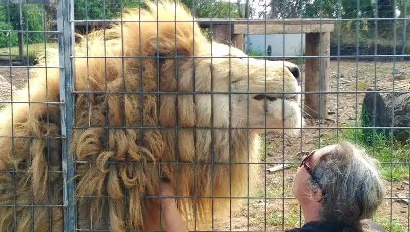 Avustralya'da Aslan Saldırısı: Kadın Eşsiz Bir Anın Kurbanı Oldu